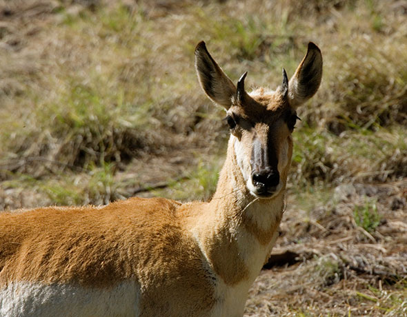 Pronghorn Antilocapra americana Pronghorn Antelope 