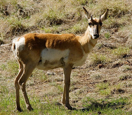 Pronghorn Antilocapra americana Pronghorn Antelope 
