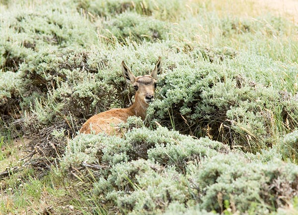 Pronghorn Antilocapra americana Pronghorn Antelope fawn hiding in sagebrush
