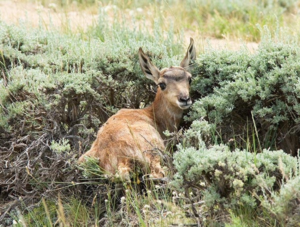 Pronghorn Antilocapra americana Pronghorn Antelope fawn hiding in sagebrush