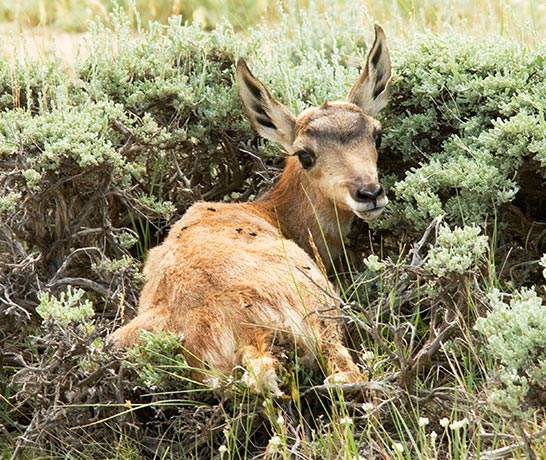 Pronghorn Antilocapra americana Pronghorn Antelope fawn hiding in sagebrush