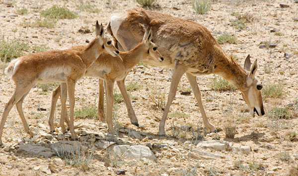 Pronghorn Antilocapra americana Pronghorn Antelope doe and fawns