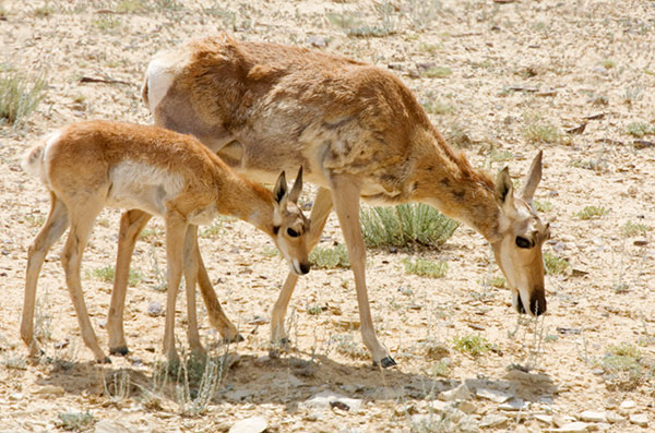 Pronghorn Antilocapra americana Pronghorn Antelope doe and fawn