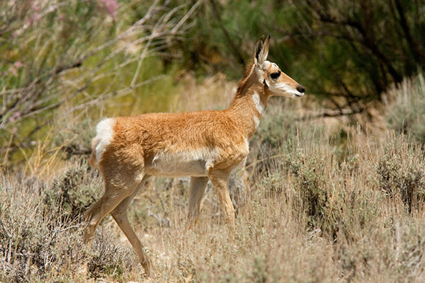 Pronghorn Antilocapra americana Pronghorn Antelope fawn
