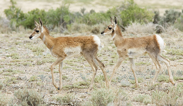 Pronghorn Antilocapra americana Pronghorn Antelope fawns