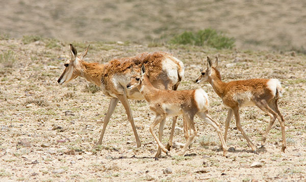 Pronghorn Antilocapra americana Pronghorn Antelope doe and fawns