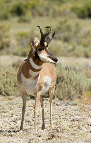 Pronghorn Antilocapra americana Pronghorn Antelope