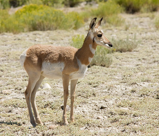 Pronghorn Antilocapra americana Pronghorn Antelope