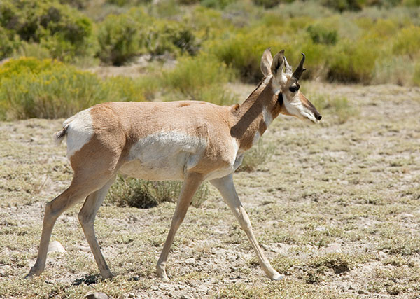 Pronghorn Antilocapra americana Pronghorn Antelope