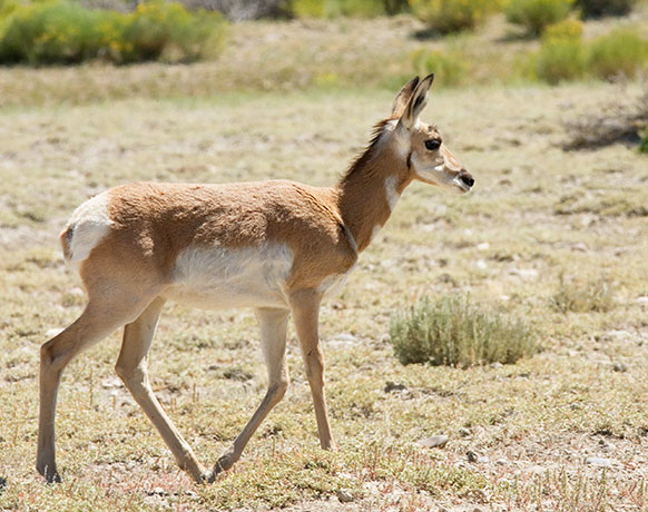 Pronghorn Antilocapra americana Pronghorn Antelope