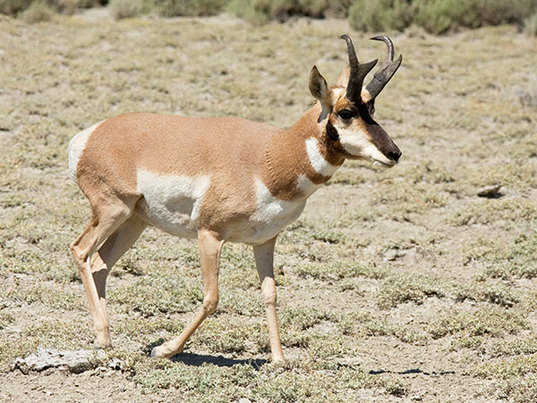 Pronghorn Antilocapra americana Pronghorn Antelope