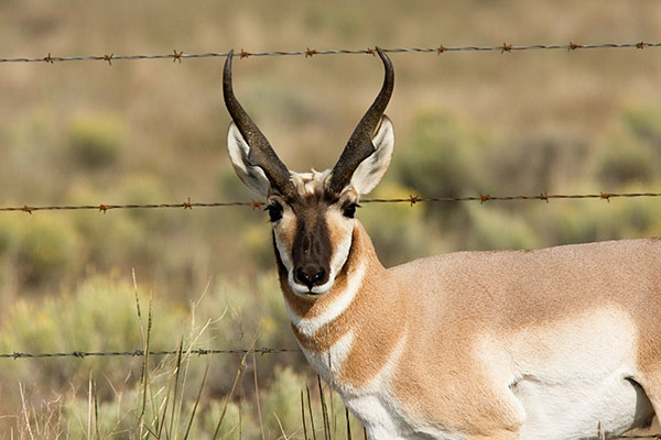 Pronghorn Antilocapra americana Pronghorn Antelope