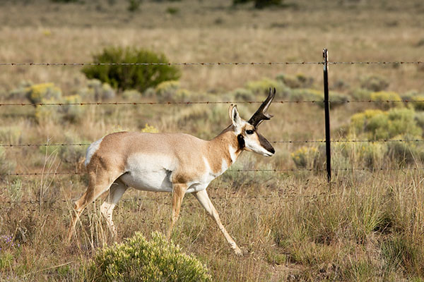 Pronghorn Antilocapra americana Pronghorn Antelope