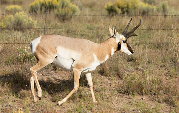 Pronghorn Antilocapra americana Pronghorn Antelope