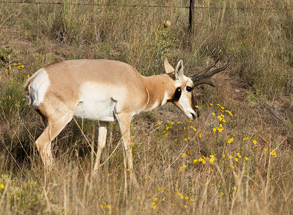Pronghorn Antilocapra americana Pronghorn Antelope