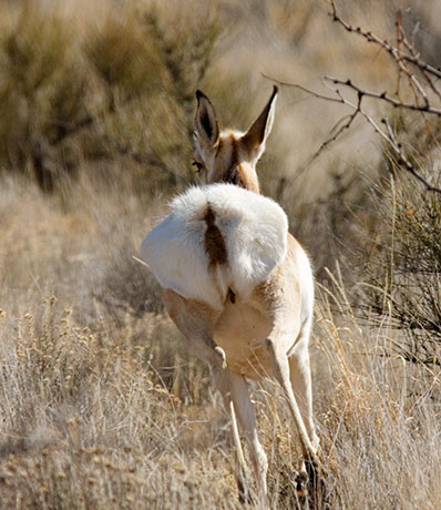 Pronghorn Antilocapra americana Pronghorn Antelope