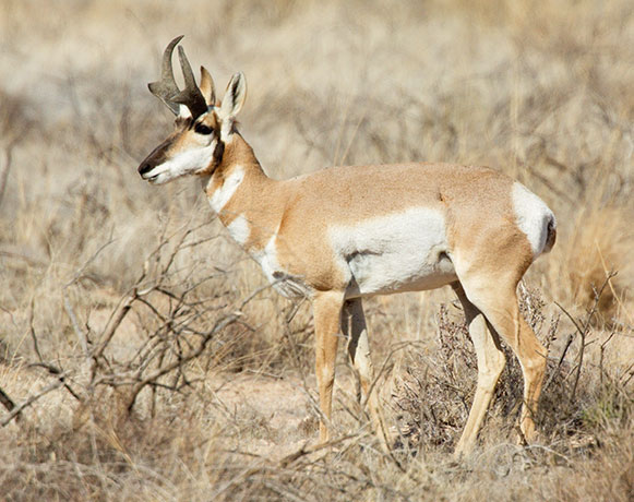 Pronghorn Antilocapra americana Pronghorn Antelope