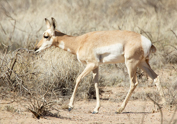 Pronghorn Antilocapra americana Pronghorn Antelope