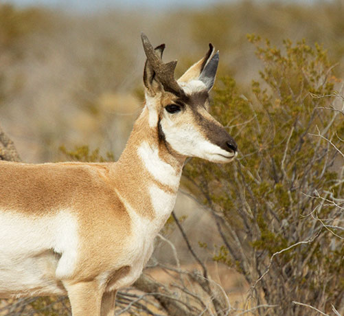 Pronghorn Antilocapra americana Pronghorn Antelope