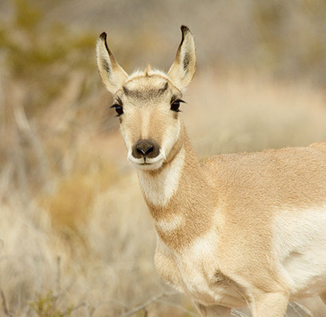 Pronghorn Antilocapra americana Pronghorn Antelope