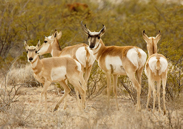 Pronghorn Antilocapra americana Pronghorn Antelope