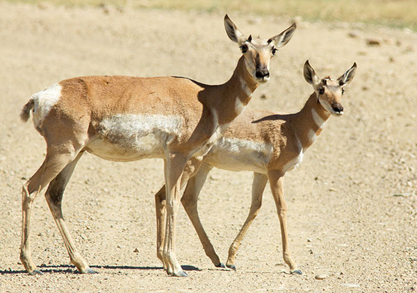 Pronghorn Antilocapra americana Pronghorn Antelope