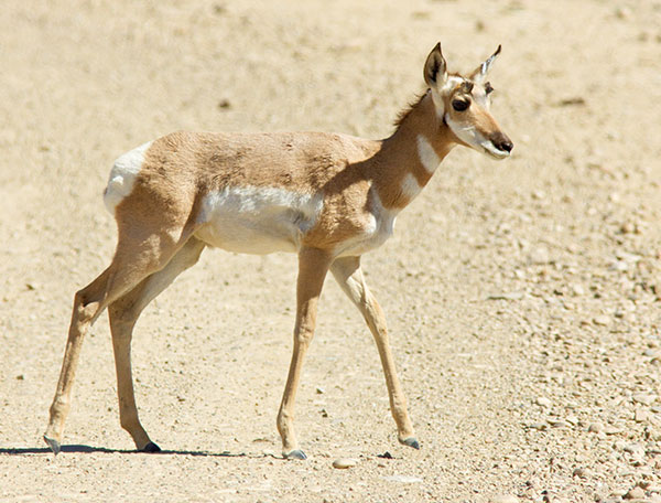 Pronghorn Antilocapra americana Pronghorn Antelope