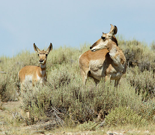 Pronghorn Antilocapra americana Pronghorn Antelope