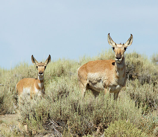 Pronghorn Antilocapra americana Pronghorn Antelope