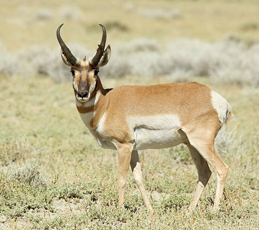 Pronghorn Antilocapra americana Pronghorn Antelope