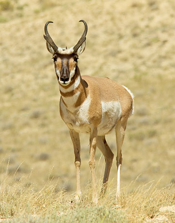 Pronghorn Antilocapra americana Pronghorn Antelope