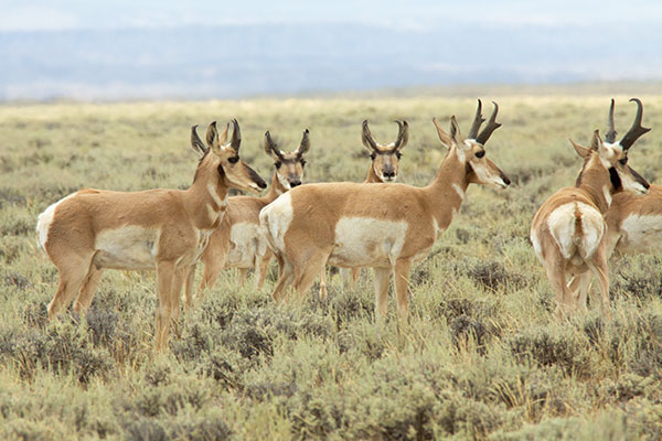 Pronghorn Antilocapra americana Pronghorn Antelope