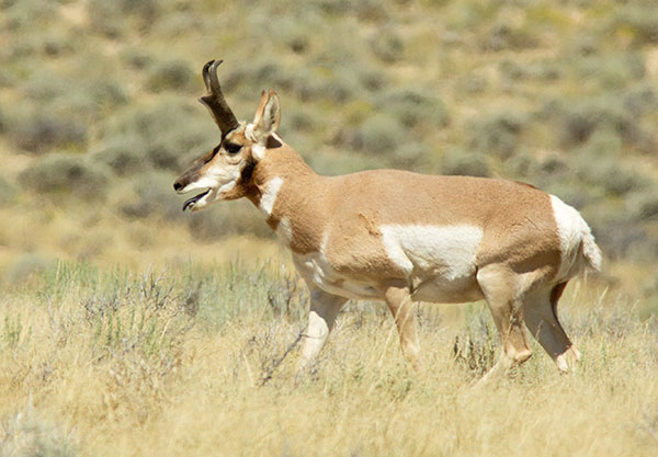 Pronghorn Antilocapra americana Pronghorn Antelope
