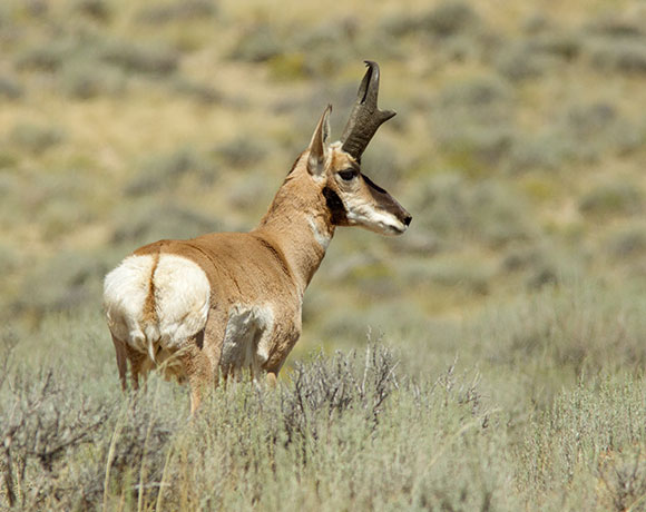 Pronghorn Antilocapra americana Pronghorn Antelope