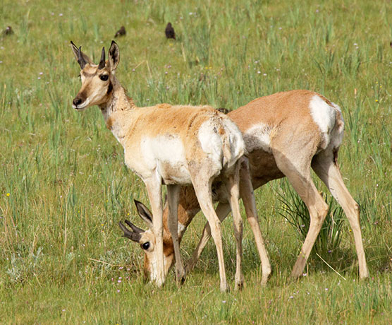 Pronghorn Antilocapra americana Pronghorn Antelope