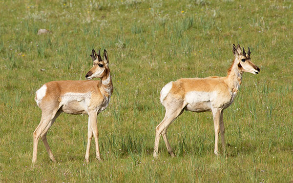 Pronghorn Antilocapra americana Pronghorn Antelope