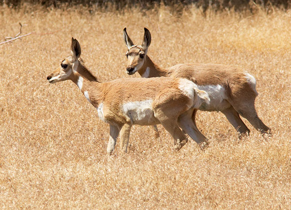 Pronghorn Antilocapra americana Pronghorn Antelope