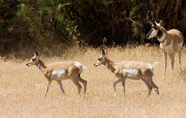 Pronghorn Antilocapra americana Pronghorn Antelope