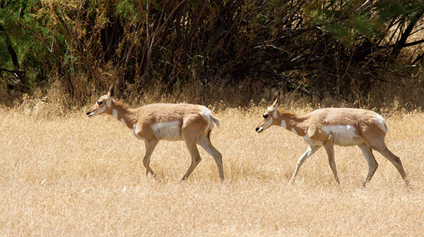 Pronghorn Antilocapra americana Pronghorn Antelope