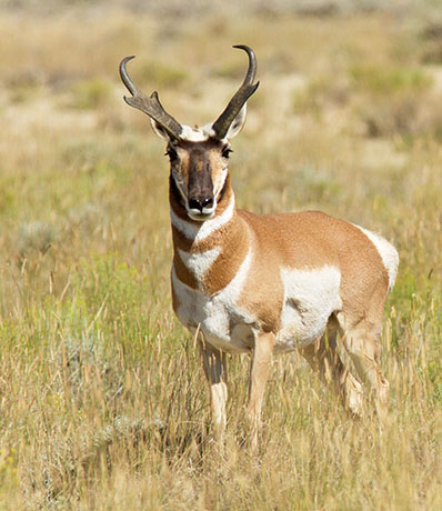 Pronghorn Antilocapra americana Pronghorn Antelope