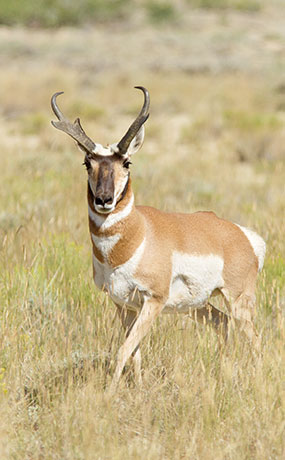 Pronghorn Antilocapra americana Pronghorn Antelope