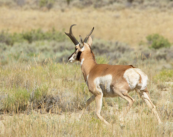 Pronghorn Antilocapra americana Pronghorn Antelope