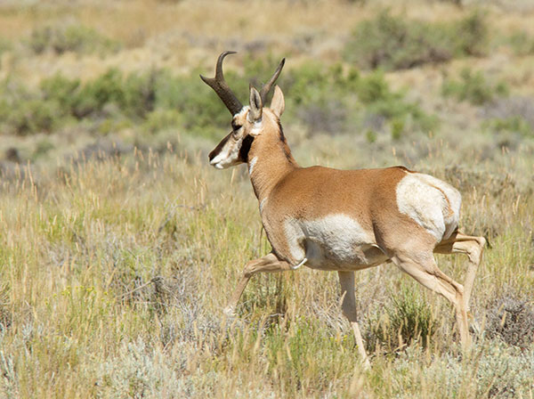 Pronghorn Antilocapra americana Pronghorn Antelope