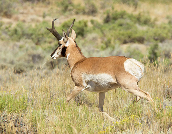 Pronghorn Antilocapra americana Pronghorn Antelope