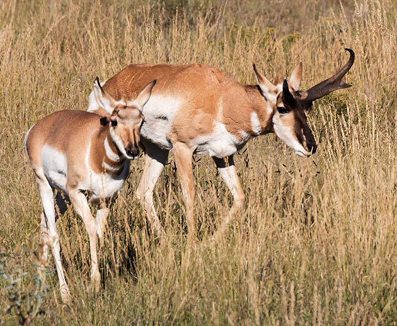 Pronghorn Antilocapra americana Pronghorn Antelope