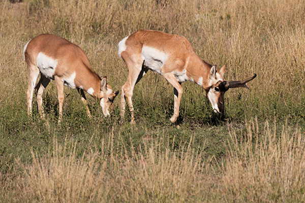 Pronghorn Antilocapra americana Pronghorn Antelope