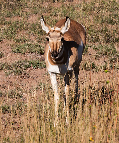 Pronghorn Antilocapra americana Pronghorn Antelope