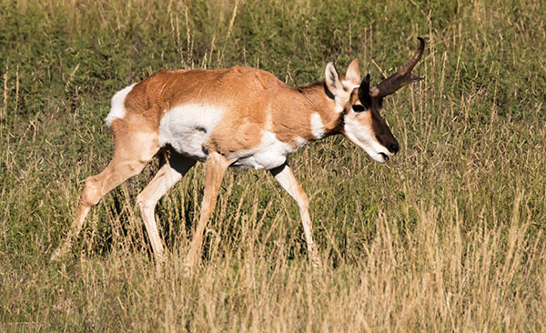 Pronghorn Antilocapra americana Pronghorn Antelope