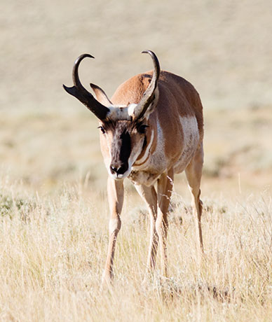 Pronghorn Antilocapra americana Pronghorn Antelope