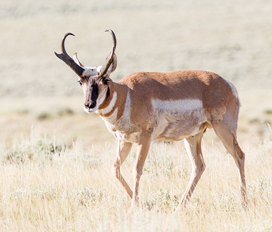 Pronghorn Antilocapra americana Pronghorn Antelope